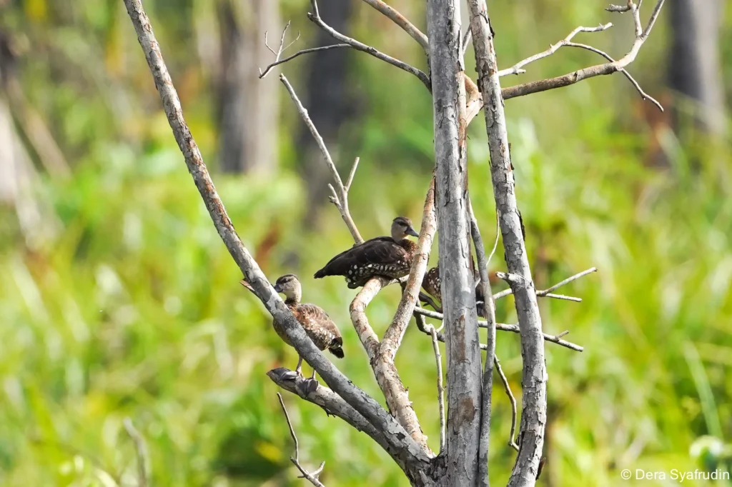 Harita Nickel Lestarikan Flora dan Fauna Endemik lewat Pemantauan dan Edukasi Karyawan