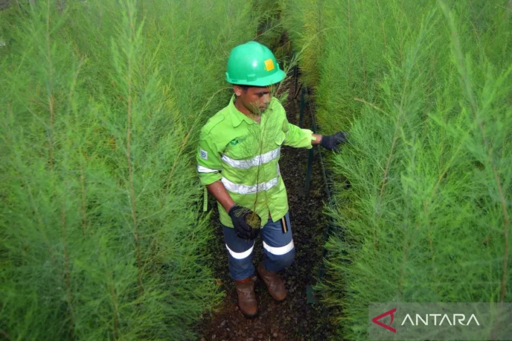 Begini proses pemulihan lahan pascatambang di Pulau Obi