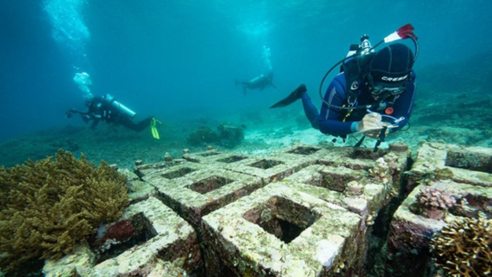 Jurus Harita Nickel Kebut Restorasi Terumbu Karang di Pulau Obi