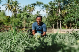 Sinergi Harita Nickel dan Petani Obi Perkuat Swasembada Pangan