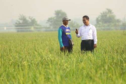 Jaga Swasembada Pangan Saat ‘Godzila’ El Nino, Harita Nickel Bina Petani di Sekitar Tambang
