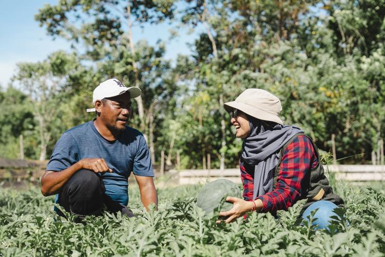 Petani Milenial Obi Distribusikan Puluhan Ton Pangan ke Harita Nickel, Sinergi Tambang dan Pertanian Terwujud
