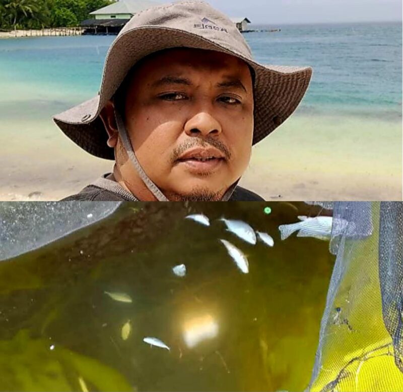 Akademisi Unkhair Sebut Perubahan Warna Air Laut di Pulau Obi Murni Fenomena Alam Blooming Alga