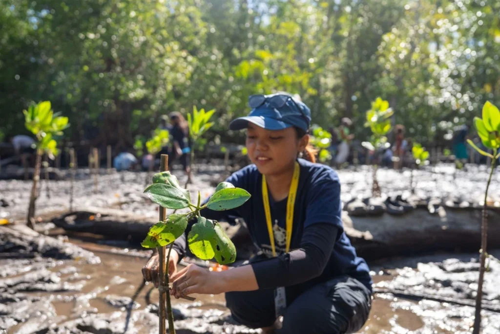 Mahasiswa KKN UGM dan Harita Nickel Tanam 380 Bibit Mangrove di Desa Soligi